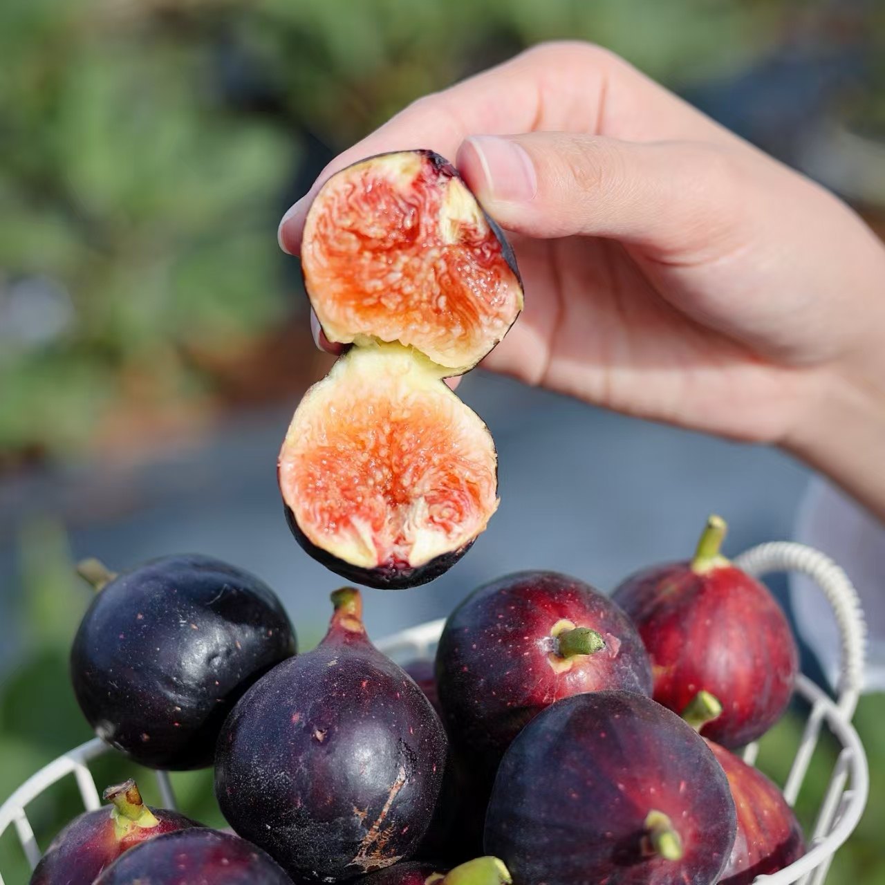 黑香蜜无花果海南三亚当季新鲜水果红现摘现发香甜紫皮流蜜特级,水产肉类/新鲜蔬果/熟食,无花果,淘宝优惠券,粉丝福利购,淘宝优惠卷