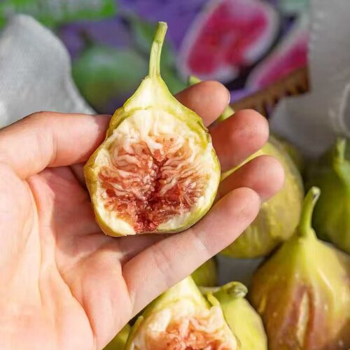 海南三亚青皮无花果流蜜香甜