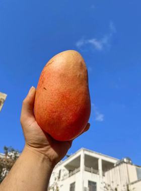 海南三亚芒果玉文现摘新鲜水果