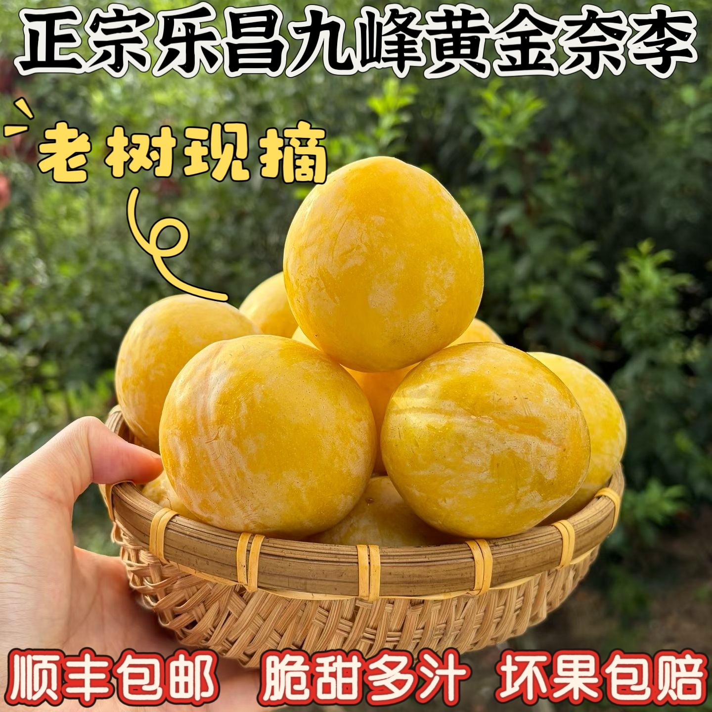 正宗乐昌九峰黄金奈李孕期蜂糖李李子