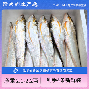 江阴优质冰鲜刀鱼2.1-2.2两海刀鱼低温冷冻锁住新鲜顺丰空运