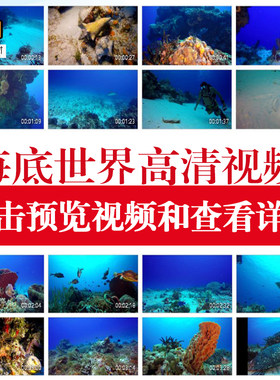 4K高清海底世界海洋生物蓝色海水珊瑚水下水里大洋太平洋视频素材