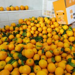 锦蜜中小果 直播间秒拍福利 纯甜锦蜜现摘现发