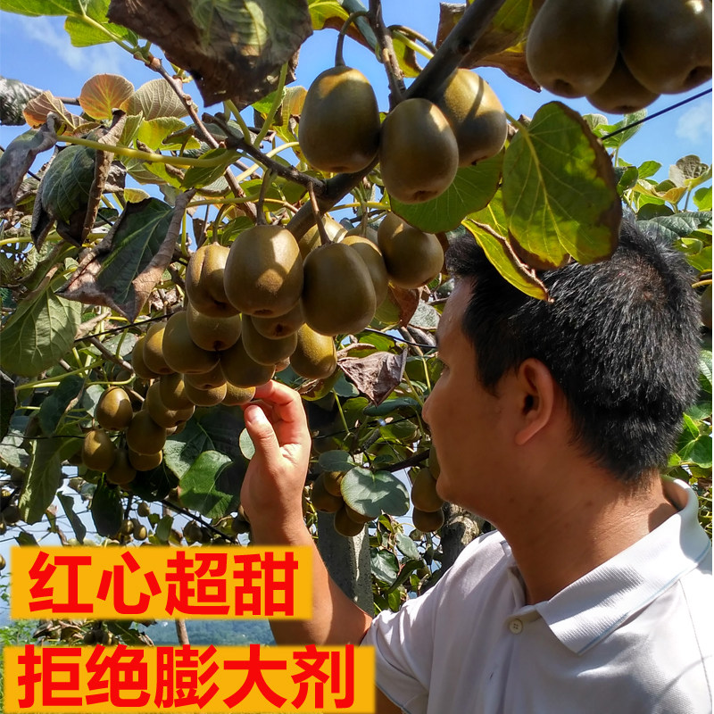 无膨大剂 红心猕猴桃 湖南麻阳无毛猕猴桃 自家果园 包邮 奇异果