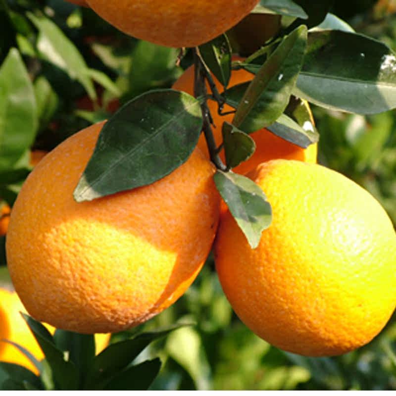 麻阳脐橙自家果园原产地直发,水产肉类/新鲜蔬果/熟食,橙,淘宝优惠券,粉丝福利购,淘宝优惠卷