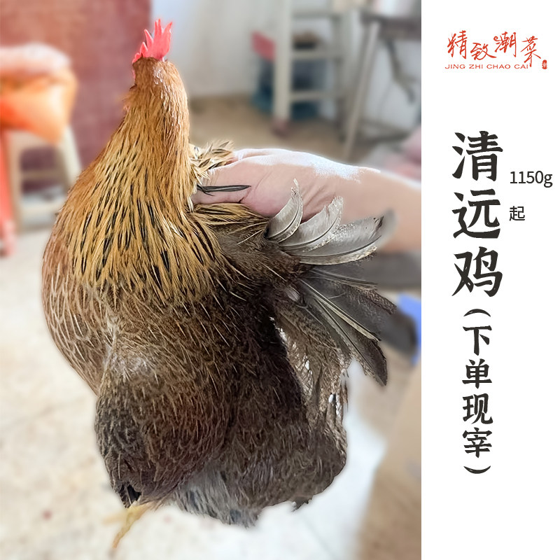 精致潮菜清远鸡黄油鸡清远光鸡图片