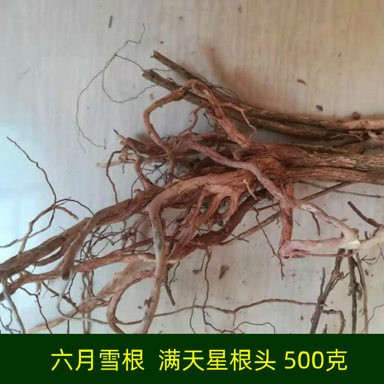 六月雪根 满天星 根头根头 真货 新货 500克 包邮