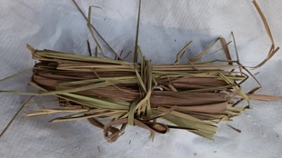 思茅草 苏毛草 白茅草 500克 包邮