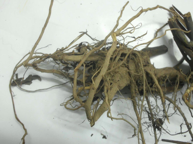 九节莲根 九节茶根 草珊瑚根接骨木根 肿节风 九节风 接骨莲
