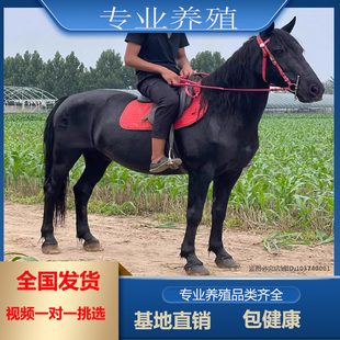 小马驹活体骑乘马大马真马家庭蒙古马马拉车马景区待客马小马驹
