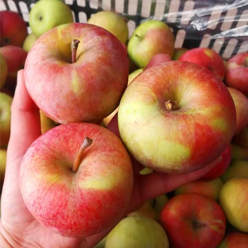 东北经典老品种小国光苹果笨果新鲜水果国光苹果不打蜡可做代发,水产肉类/新鲜蔬果/熟食,苹果,淘宝优惠券,粉丝福利购,淘宝优惠卷