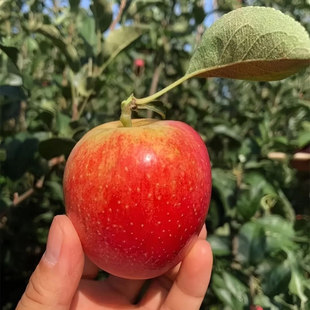 正宗鲁丽佳丽小苹果新苹果2025甜脆小苹果现摘现发自产自销可代发