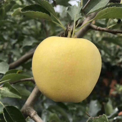 东北辽宁老品种黄元帅黄阳帅童年老味道自产自销