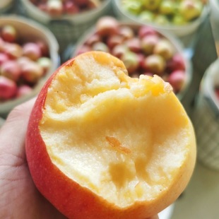 香妃苹果爱妃苹果2025现摘现发脆甜果香味浓老人孕妇小孩自产自销