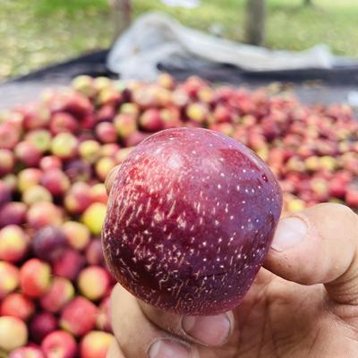 东北龙丰果大秋果小苹果酸甜脆甜苹果，现摘现发自产自销可做代发