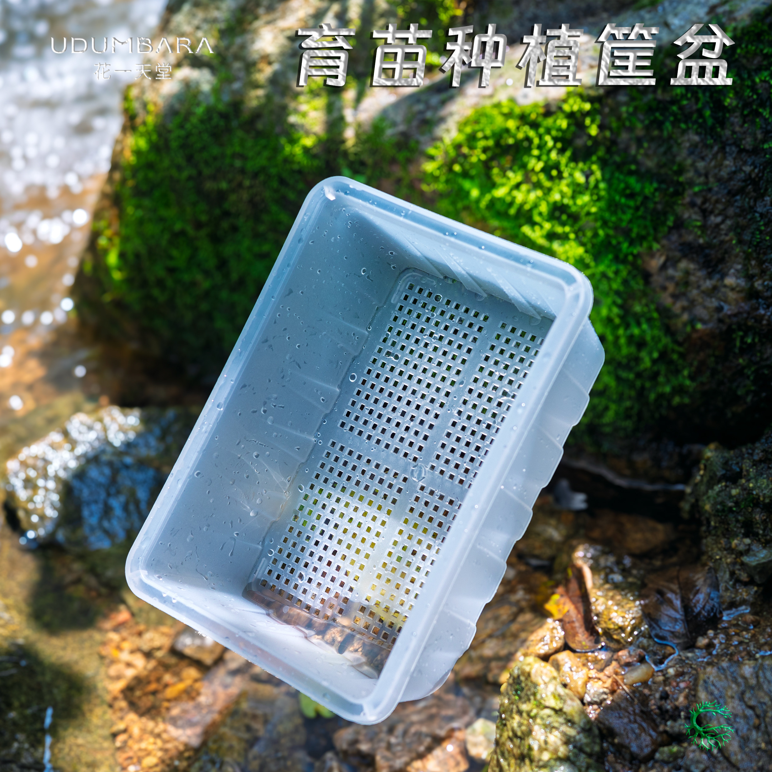 花一天堂半透明多肉叶插育苗种植筐花盆塑料加厚小号生石花肉锥盘,鲜花速递/花卉仿真/绿植园艺,花盆,淘宝优惠券,粉丝福利购,淘宝优惠卷