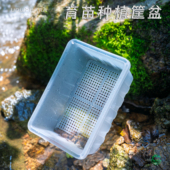 花一天堂半透明多肉叶插育苗种植筐花盆塑料加厚小号生石花肉锥盘