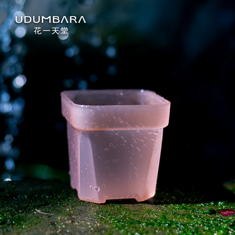 花一天堂半透粉特厚多肉矮塑料方花盆迷你特大省土育苗播种10送2,鲜花速递/花卉仿真/绿植园艺,花盆,淘宝优惠券,粉丝福利购,淘宝优惠卷