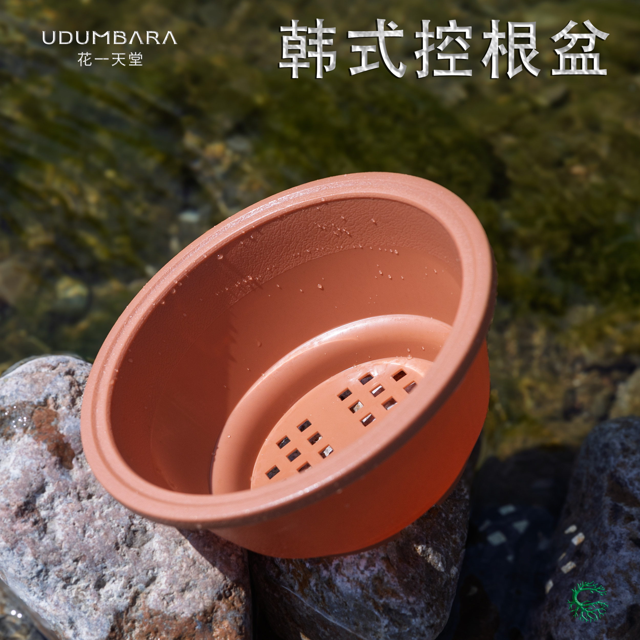 多肉植物塑料花盆景天老桩群生矮胖盆仙人球根盆景盆韩式磨砂肉盆,鲜花速递/花卉仿真/绿植园艺,花盆,淘宝优惠券,粉丝福利购,淘宝优惠卷