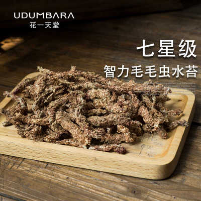 智利进口七星级毛毛虫水苔