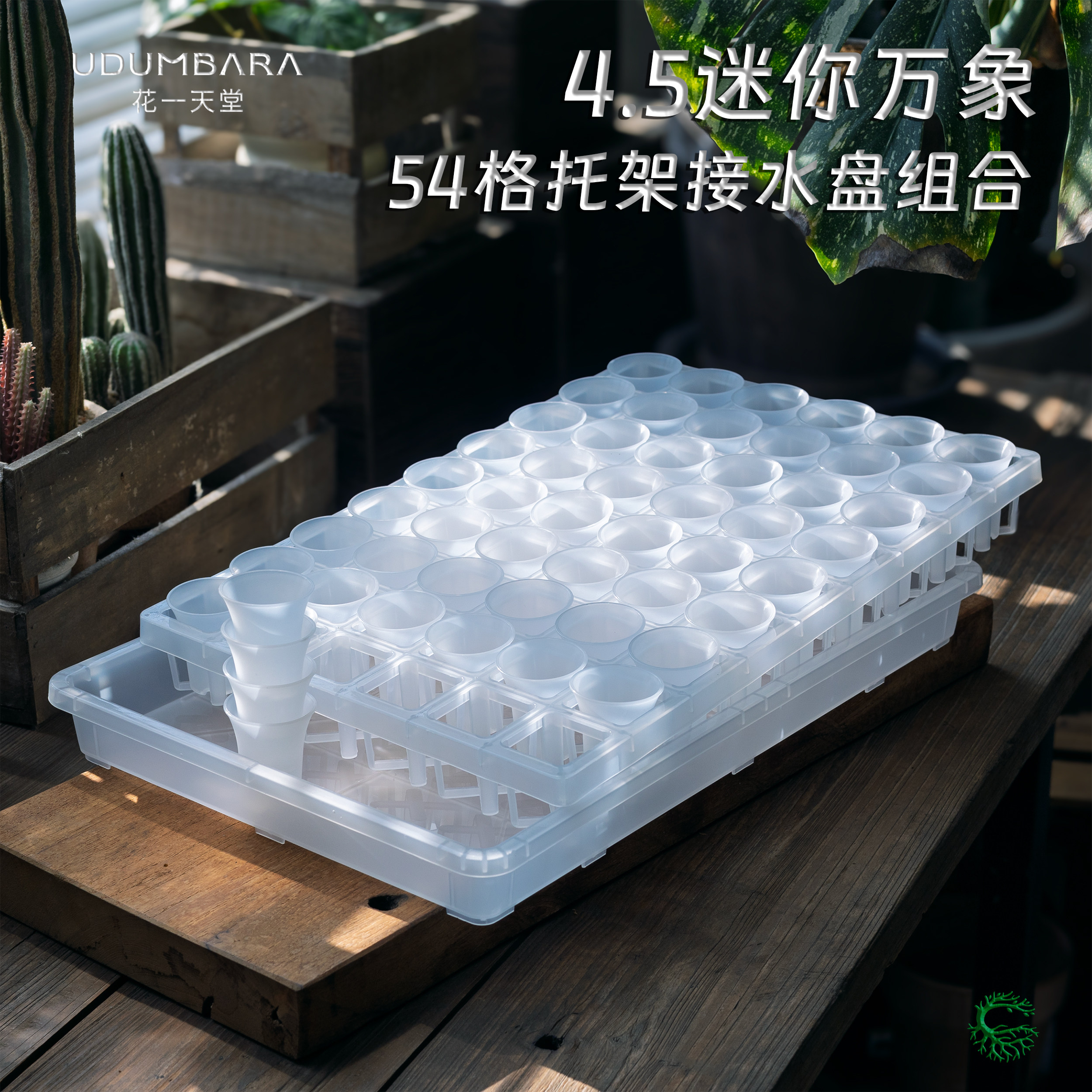 花一天堂迷你4.5cm多肉万象盆塑料54格托架接水盘闷养育苗精控养