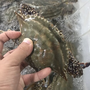 【保鲜不保活】三门湾海捕红膏梭子蟹3斤5-9只海鲜水产江蟹白蟹