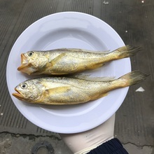 小黄鱼3斤海鱼海捕娇娇鱼黄花鱼新鲜台州海鲜水产顺丰一斤6-8条