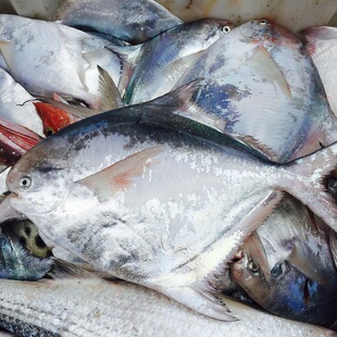 东海白鲳特大白鲳鱼2斤一份半斤起一条平鱼镜鱼鲳鳊鱼海捕海鲜