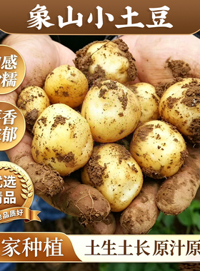 2026浙江象山现挖小土豆新鲜黄心洋芋迷你马铃薯高山土豆农家自种