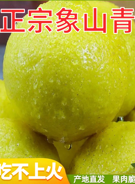 2025浙江象山青柑橘春香橘柚纯甜无酸当季采摘柠檬蜜桔好吃不上火