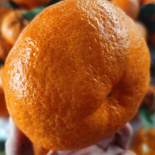 2026象山甘平小金牛新品种柑橘皇后好吃柑橘易剥皮新鲜现摘水果