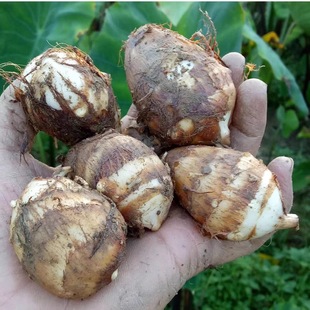 2025【现挖现发】宁波特产正宗奉化芋艿粉糯香甜毛芋当季农家芋头