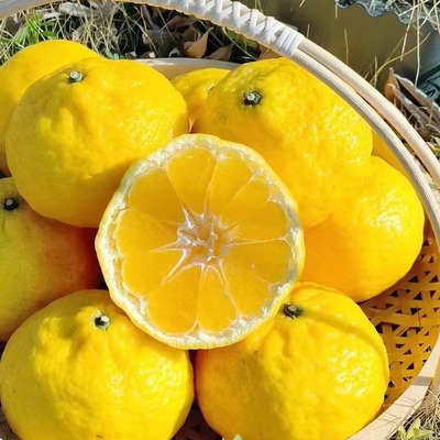 象山爱媛32号大棚爆甜柠檬柑橘