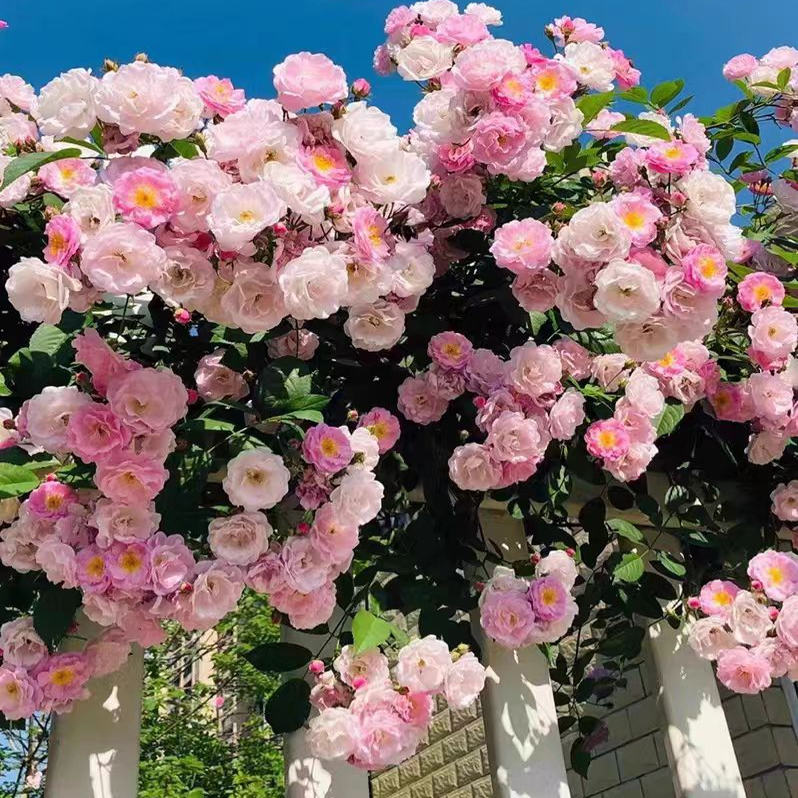 粉木香爬藤月季花爬藤蔷薇花多头开花庭院花园