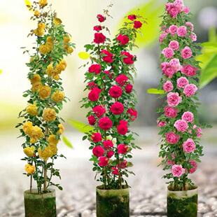 一物一拍下单留言备注品种