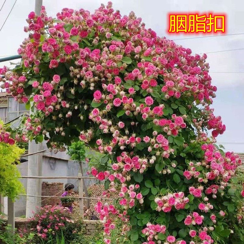 爬藤月季胭脂扣，多季节开花，多头，庭院围栏装饰