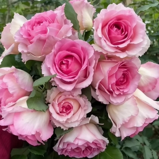 罗伊爬藤月季蔷薇花苗大花四季开花庭院藤本花卉盆栽地栽罗衣