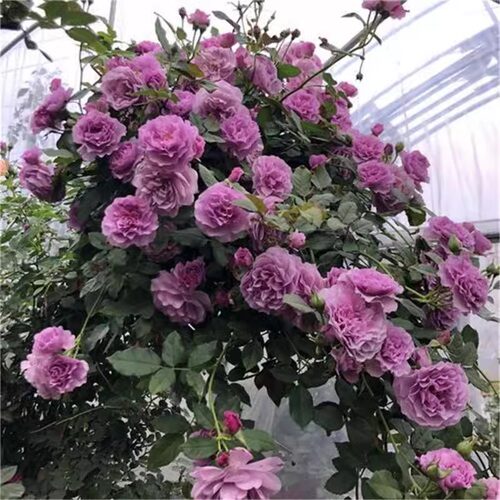薰衣草花环爬藤藤本花卉