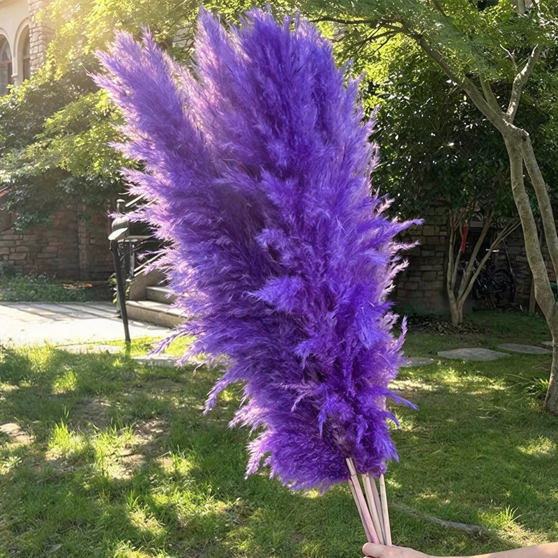 网红大蒲苇干花花束紫色大芦苇永生花超大蓬松婚庆拍摄道具落地花