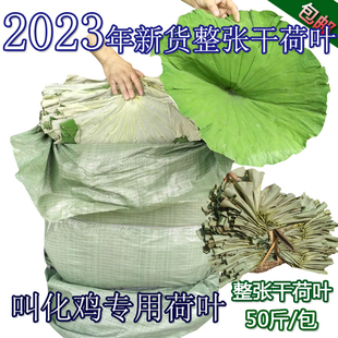 2023年整张荷叶产地直供干荷叶荷叶饭叫花鸡用选货荷叶50斤成包