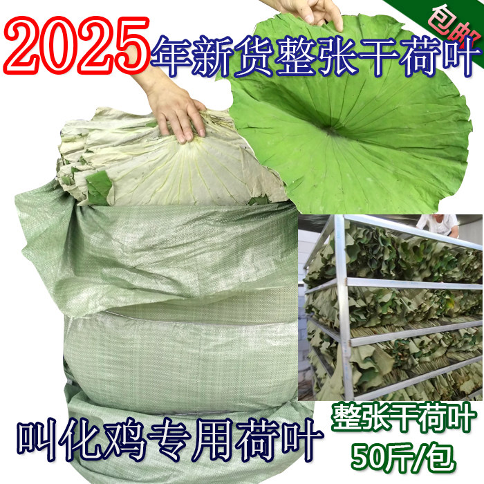 2025年新鲜 荷叶整张 干荷荷叶