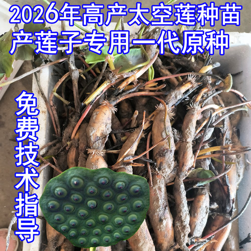 莲子种苗莲藕种36号种