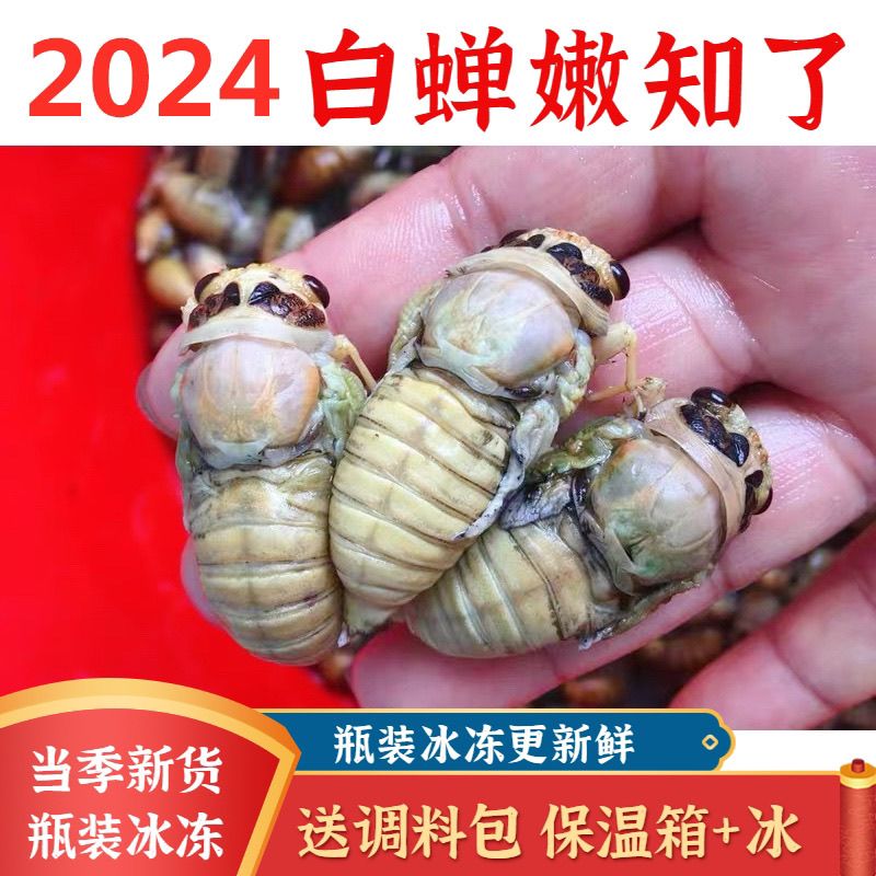 【顺丰】2024新鲜冰冻白蝉知了猴 蜕皮金蝉知了猴 白知了 爬叉猴