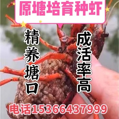 小龙虾苗种虾抱卵青虾活体虾淡水养殖龙虾苗优质种虾苗种培育基地