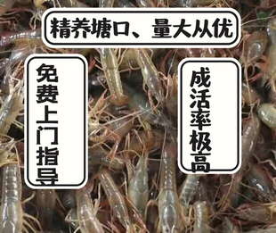 小龙虾苗种虾抱卵青虾活体虾淡水养殖龙虾苗优质苗种小龙虾苗种