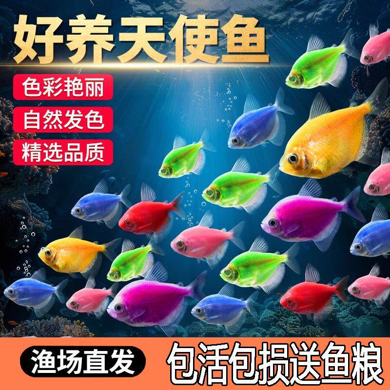 天使观赏鱼热带小型群游神仙彩色糖果淡水鱼热带鱼耐活好养养易活