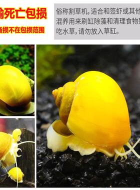 黄金螺小号大号净化水质除藻工具螺清洁观赏螺吃粪鱼缸除草除绿藻