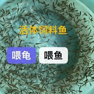 活体饲料鱼麦穗鱼小鱼苗喂龙鱼罗汉鳄龟开口饲料鱼淡水鱼活鱼包活