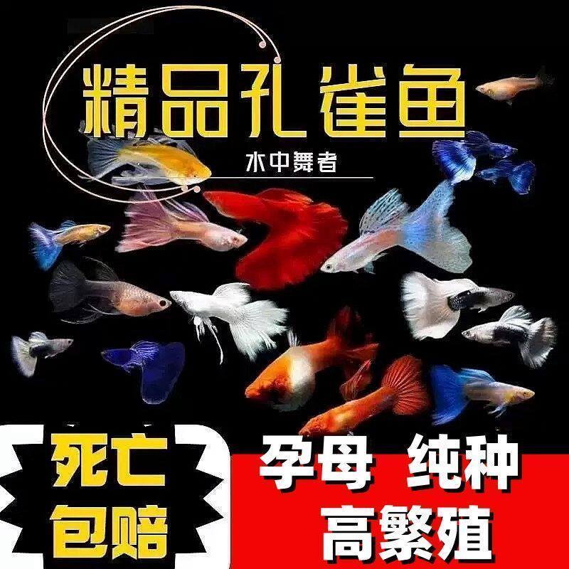 精品孔雀鱼天空蓝满鳞黄金火烧云蓝礼服鞍山好养耐养活热带观赏鱼