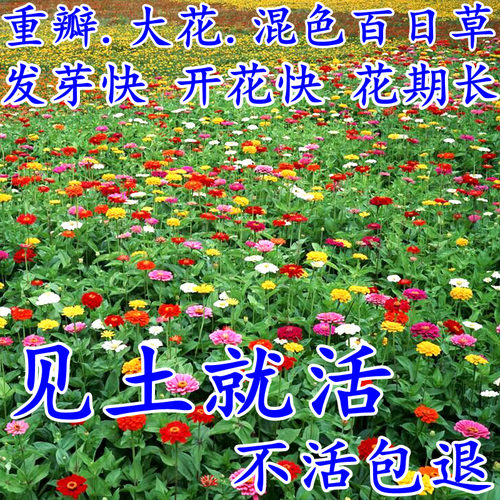 百日室内阳台四季易活草花